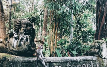 Media Asing Sorot Kera di Monkey Forest Bali, Temuan Ilmuwan Dunia Bikin Tercengang - JPNN.com Bali