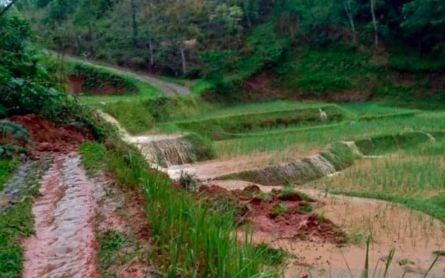 Tens of Hectares of Rice Fields in Cianjur Submerged by Floods - JPNN.com English