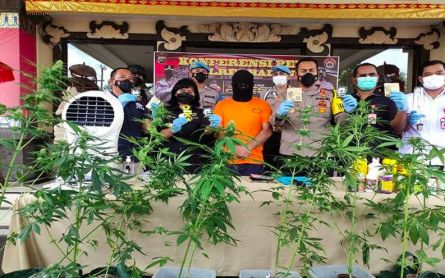 Spanish Man Grows Hydroponic Marijuana in Bali - JPNN.com English