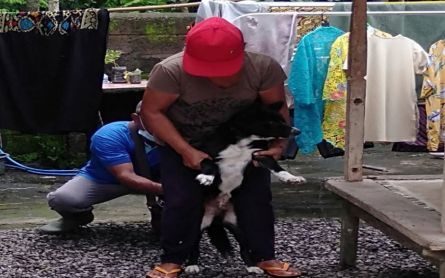 Agriculture Agency Warns of Rabies in Bali - JPNN.com English