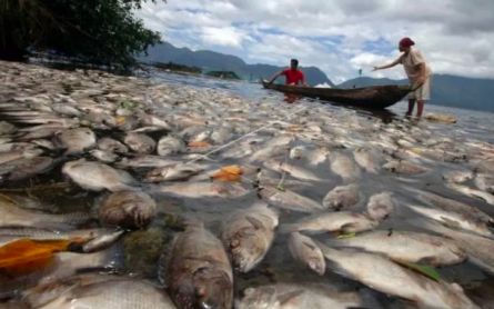 Tons of Fish Dead in Sumatra Lake, Residents Complain About Smell - JPNN.com English
