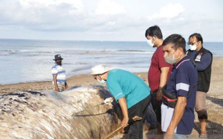 Sperm Whale Stranded on NTT's Panfolok Beach Begins to Decompose - JPNN.com English