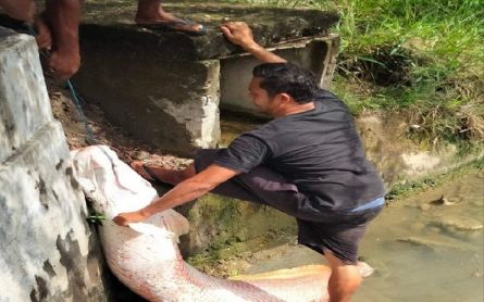 Giant Fish Found by Residents at Flood Site in Aceh - JPNN.com English