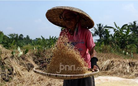 18.329 Hektare Lahan Persawahan di Kabupaten Majalengka Siap Panen - JPNN.com Jabar