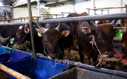 Gegara PMK, Harga Sapi dan Kambing di Gunungkidul Anjlok - JPNN.com Jogja