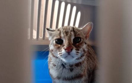 Tersangka Pelaku Penganiayaan Kucing di Tulungagung Akhirnya Ditahan  - JPNN.com Jatim