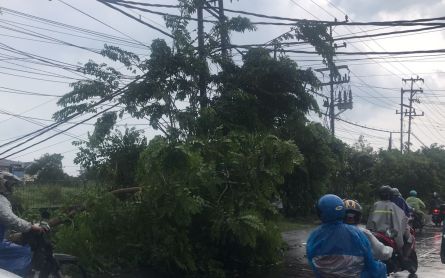 Surabaya Hujan Deras Sore Kemarin, Puluhan Pohon Tumbang, 3 Kawasan ini Terparah - JPNN.com Jatim