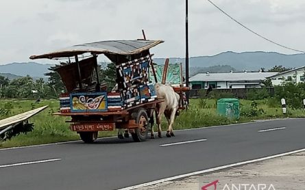 Yuk, Keliling Kampung dengan Gerobak Sapi, Catat Lokasi dan Jadwalnya - JPNN.com Jogja