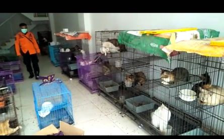 Viral, Ratusan Kucing di Surabaya Ditelantarkan, Pakar: Pemilik Bisa Masuk Penjara - JPNN.com Jatim
