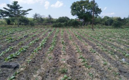 Ribuan Hektare Lahan Tembakau di Lombok Tengah Rusak! Salahkan Hujan - JPNN.com NTB