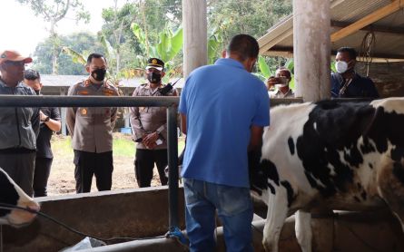 Vaksinasi PMK pada Sapi Digencarkan di Kawasan Penghasil Susu Kabupaten Malang - JPNN.com Jatim