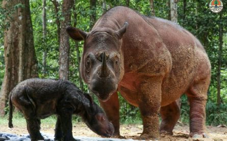 Kabar Gembira, Rosa Kembali Melahirkan Badak Betina di SRS TNWK Lampung - JPNN.com Lampung