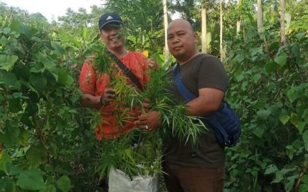 Polisi Mengungkap Ladang Ganja di Lampung Selatan, Pemiliknya Sudah Diperiksa - JPNN.com Lampung
