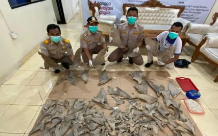 Belasan Kilogram Sirip Ikan Hiu Diamankan di Pelabuhan Bakauheni - JPNN.com Lampung