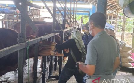 Kurban Iduladha Masih Kurang di Banjarmasin, Sapi NTB Segera Datang - JPNN.com NTB