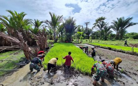 Babinsa Koramil 1715-05 Yahukimo Membantu Masyarakat untuk Tanam Padi - JPNN.com Papua