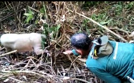 BKSDA Sultra Selamatkan Babi Rusa yang Terkena Jerat di Hutan Konawe - JPNN.com Sultra