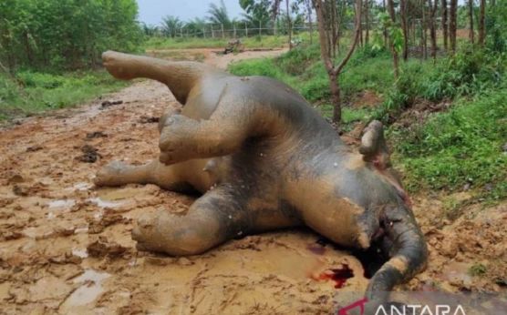 Biasanya Gajah Mati Meninggalkan Gading, Kalau yang Ini Masih Misteri - JPNN.com