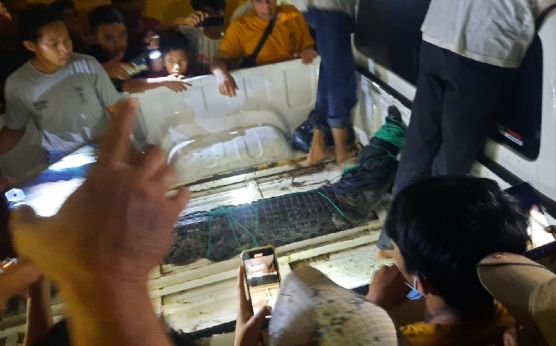 Evakuasi Buaya di Sungai Sapih Berlangsung 18 Jam, Ratusan Warga Menyaksikan - JPNN.com Sumbar