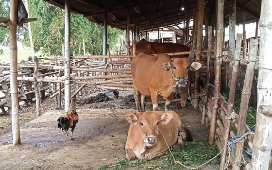 Heboh Kasus PMK, Harga Daging Sapi di Lombok Tengah Stabil - JPNN.com Jatim