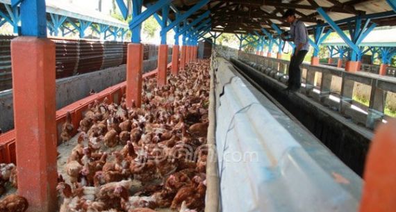 Balai Karantina Pertanian Kelas I Mataram Amankan Ribuan Ayam Ilegal - JPNN.com