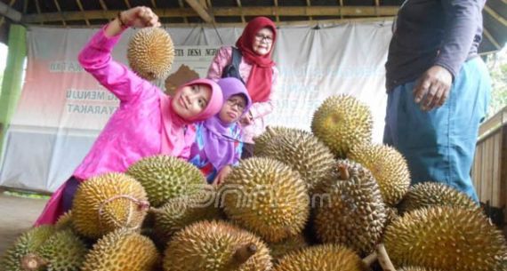 Wahh, Desa Ngoproh Magelang Memiliki Durian Varietas Unggul - JPNN.com