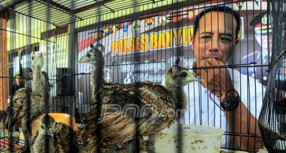 Polresta Banyuwangi Gagalkan Penyelundupan Anak Burung dan Reptil Dilindungi - JPNN.com