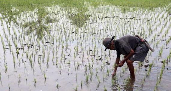 Pemerintah Menjamin Ketersediaan Beras Hingga Akhir Tahun - JPNN.com