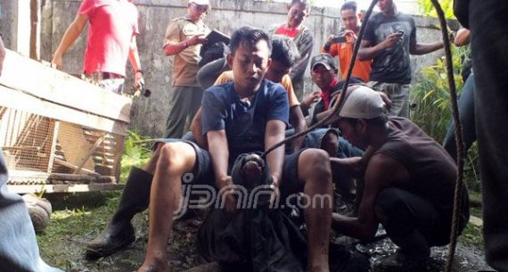 Tim BKSDA Singkawang Bergulat dengan Buaya Muara - JPNN.com