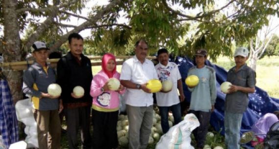 Petani Tanjung Harapan Panen Melon - JPNN.com