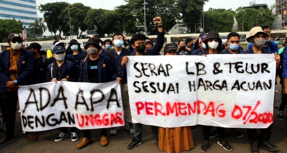 Aksi Selamatkan Peternak Ayam Mandiri - JPNN.com