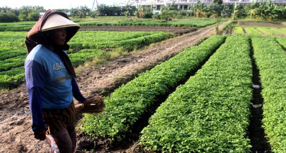 Warga Manfaatkan Lahan Garapan Untuk Bertani Sayuran - JPNN.com