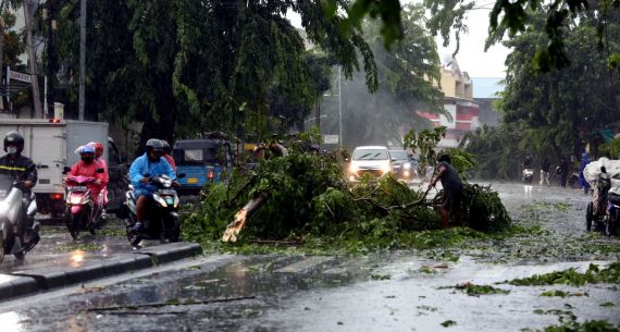 Pohon Tumbang Akibat Hujan dan Angin Kencang - JPNN.com