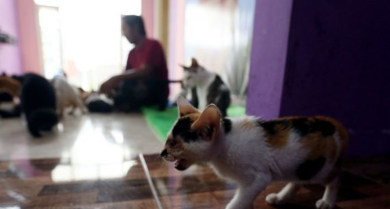 Rumah Kucing Disabilitas - JPNN.com