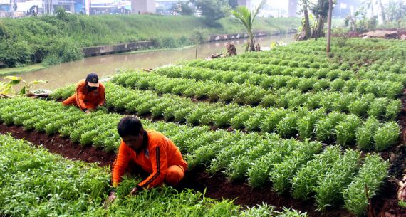 Tanam Sayur di Lahan Kosong - JPNN.com