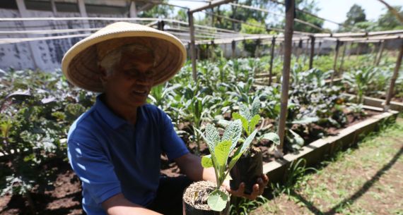 Budi Daya Sayuran Kale Organik - JPNN.com