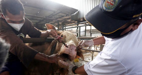 Pencegahan Penyebaran Penyakit Mulut dan Kuku Sapi - JPNN.com