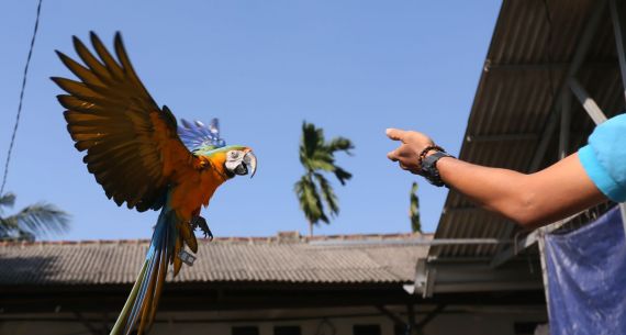 Pelatihan Burung Paruh Bengkok - JPNN.com