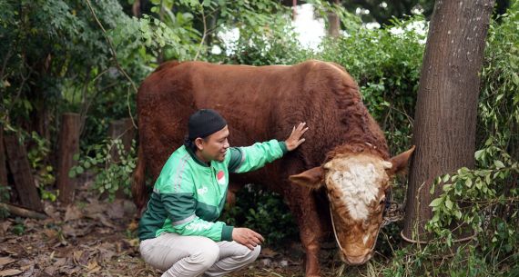 Grab Indonesia Sumbang Sapi Kurban 1 Ton dan Ratusan Kambing - JPNN.com