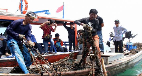 Nelayan Panen Kerang Hijau - JPNN.com