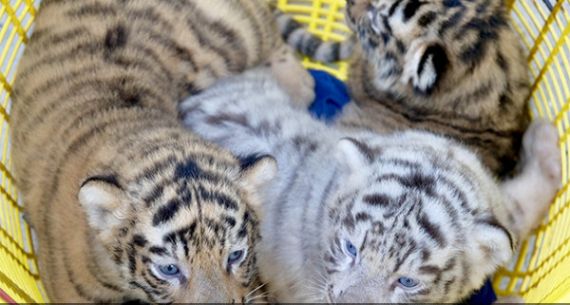 Tiga Bayi Harimau Hadir di Sinka Zoo - JPNN.com