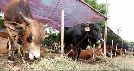 Harga Sapi Kurban Tembus Angka Rp 25 Juta - JPNN.com