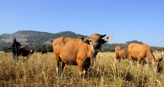 Genjot Produksi Ternak, Sulsel Menuju Lumbung Daging - JPNN.com