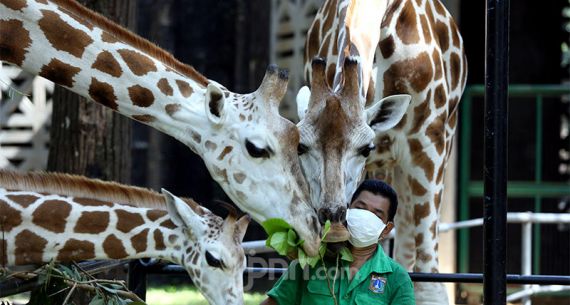 Taman Margasatwa Ragunan Dibuka 20 Juni Mendatang - JPNN.com