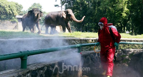 Jelang Dibuka, Taman Margasatwa Ragunan Disemprot Disinfektan - JPNN.com