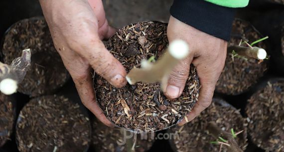 Penuhi Kebutuhan Taman, Pemprov DKI Lakukan Pembibitan - JPNN.com