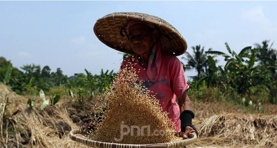 Kemarau Panjang Akibatkan Hasil Panen Padi Menurun - JPNN.com