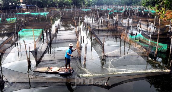 Pendapatan Petani Ikan Menurun Drastis Selama Pandemi - JPNN.com