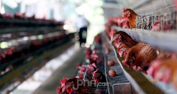 Naik Turun Harga Telur Ayam - JPNN.com