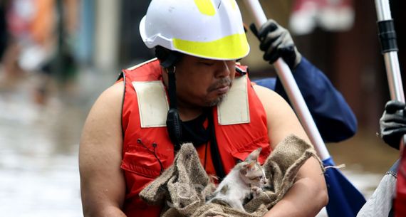 Lihat, Petugas Selamatkan Anak Kucing dari Banjir - JPNN.com